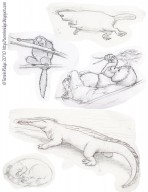 My Zoo Sketches