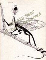 Winged Two